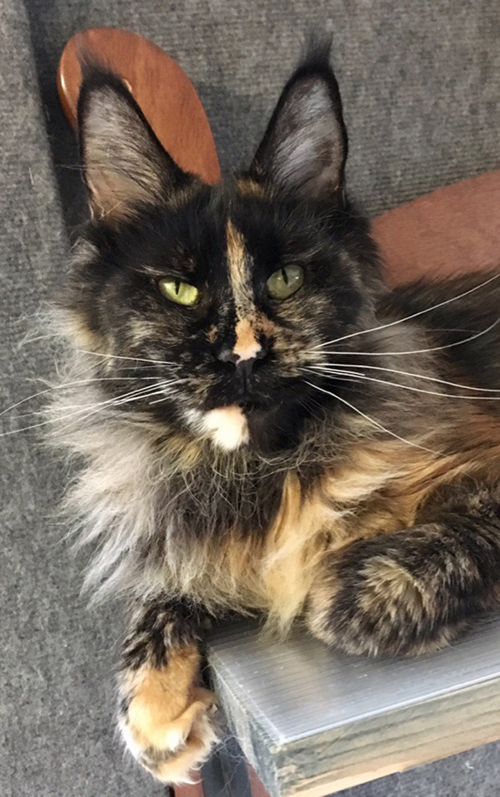 Captain Coon's Savanna - maine-coon