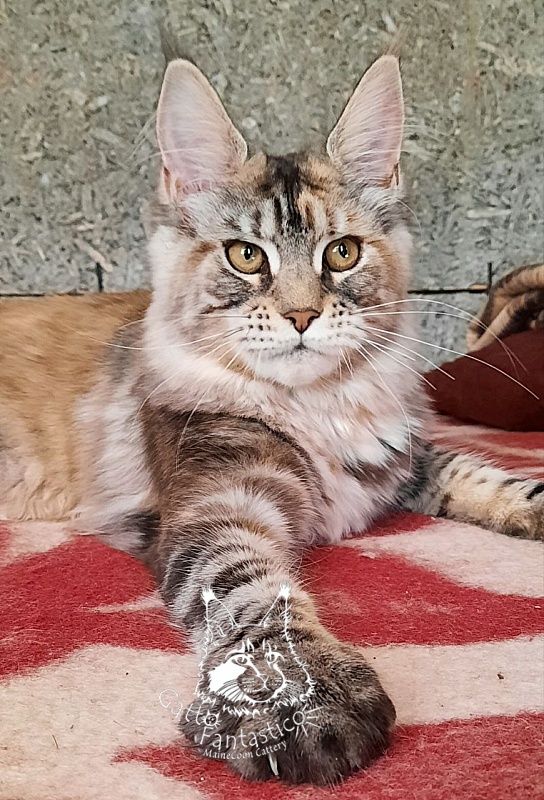 Gatto Fantastico Amazonka - Kitten maine-coon 5 months 2 weeks