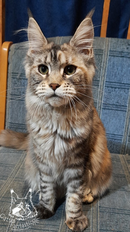Gatto Fantastico Amazonka - Junior maine-coon 7 months 3 weeks
