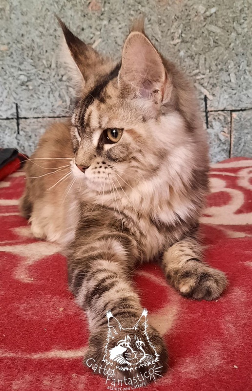 Gatto Fantastico Amazonka - Kitten maine-coon 5 months 2 weeks