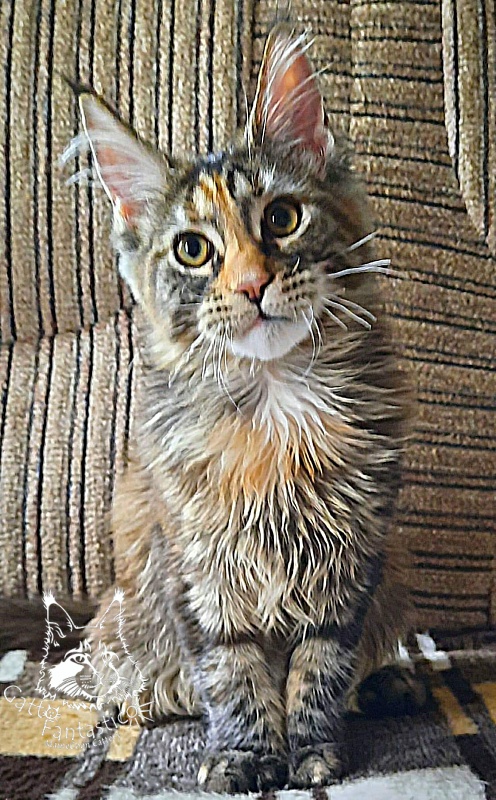 Gatto Fantastico  Arizona - Kitten maine-coon 4 months 3 weeks
