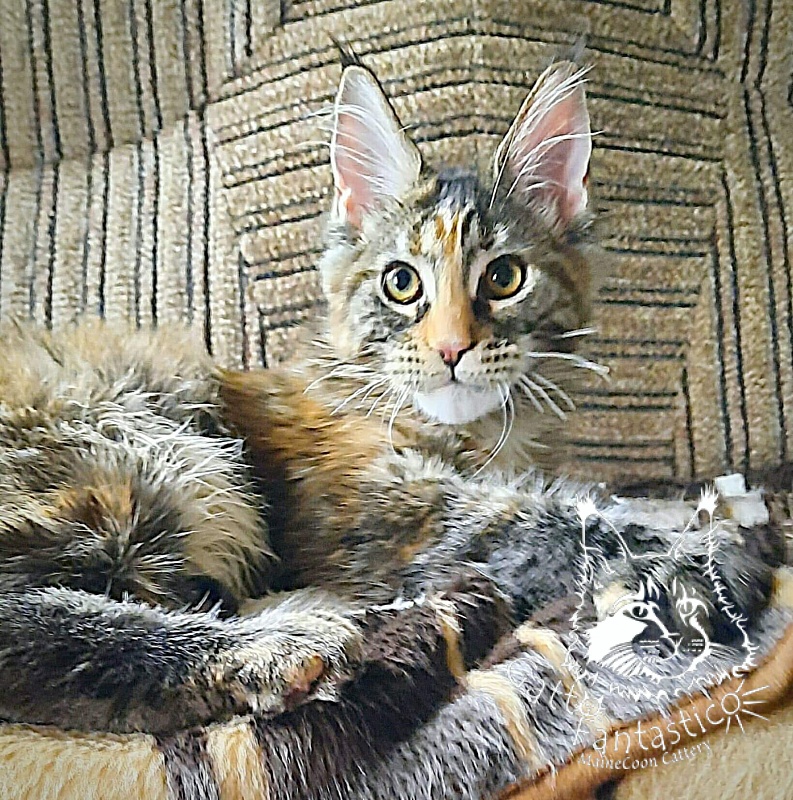 Gatto Fantastico  Arizona - Kitten maine-coon 4 months 3 weeks