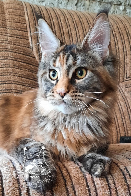 Gatto Fantastico  Arizona - Kitten maine-coon 5 months 2 weeks