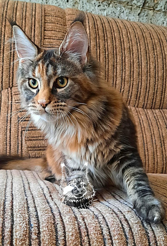 Gatto Fantastico  Arizona - Kitten maine-coon 5 months 2 weeks