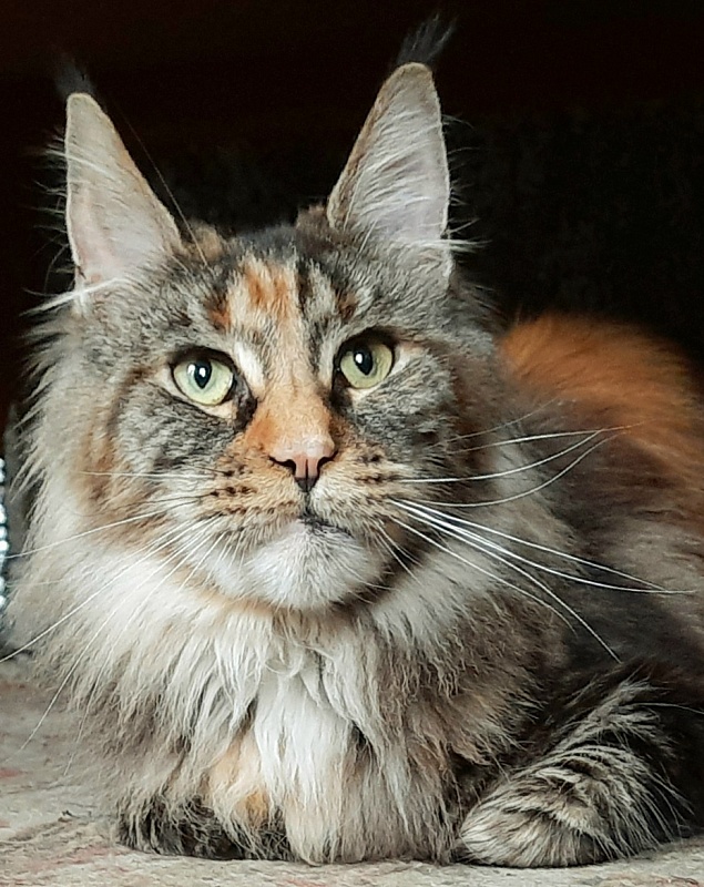 Gatto Fantastico  Arizona - Adult maine-coon 1 year 7 months