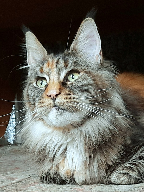 Gatto Fantastico  Arizona - Adult maine-coon 1 year 7 months