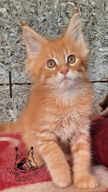 Gatto Fantastico Borys Johnson - Kitten maine-coon 2.5 months