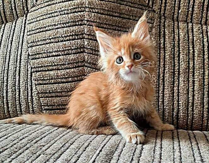Gatto Fantastico Borys Johnson - Kitten maine-coon 1 month 2.5 weeks