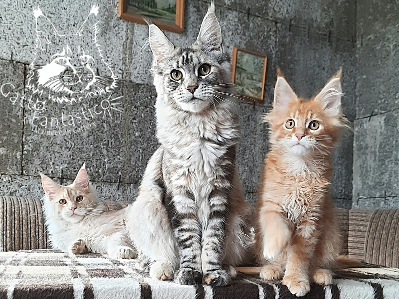 Gatto Fantastico Borys Johnson - Kitten maine-coon 2 months 3.5 weeks