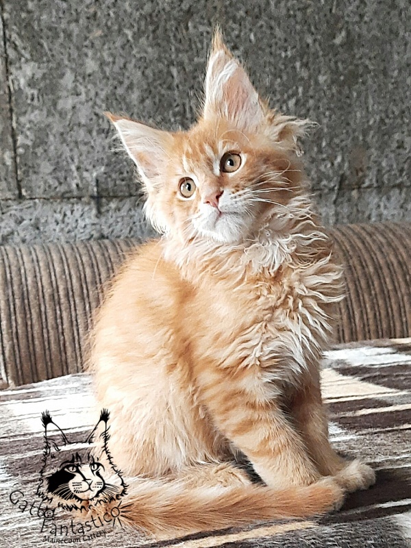 Gatto Fantastico Borys Johnson - Kitten maine-coon 3 months