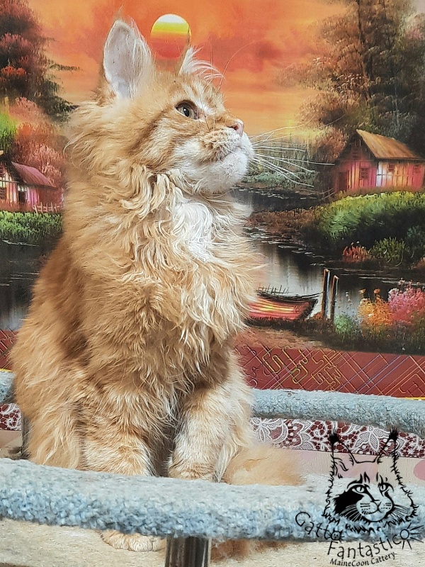 Gatto Fantastico Barwinok - Кошеня мейн-кун 5 місяців 1 тиждень