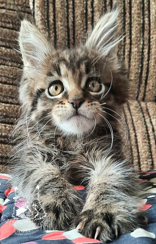 Gatto Fantastico Burewij - Кошеня мейн-кун 2 місяця