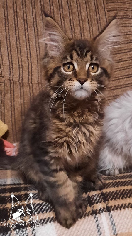 Gatto Fantastico Burewij - Кошеня мейн-кун 2 місяця 3,5 тижні