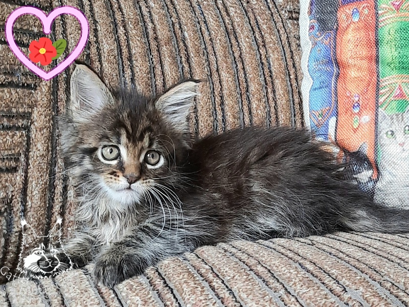 Gatto Fantastico Burewij - Кошеня мейн-кун 1 місяць 2,5 тижні