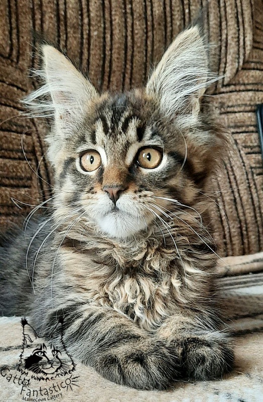 Gatto Fantastico Burewij - Кошеня мейн-кун 2 місяця 3,5 тижні