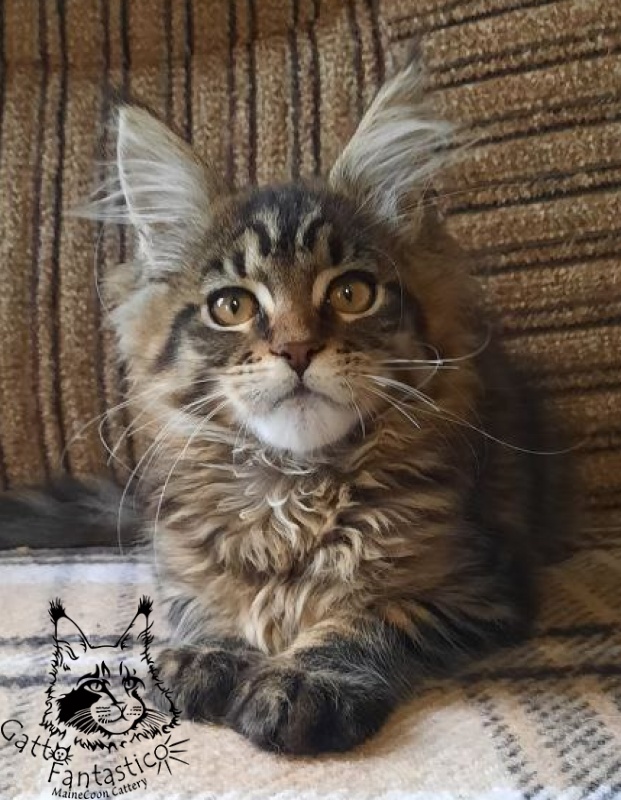 Gatto Fantastico Burewij - Кошеня мейн-кун 3 місяця 0,5 тижнів
