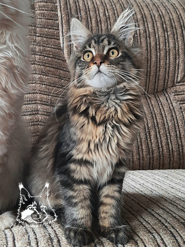 Gatto Fantastico Burewij - Кошеня мейн-кун 4 місяця 1,5 тиждень
