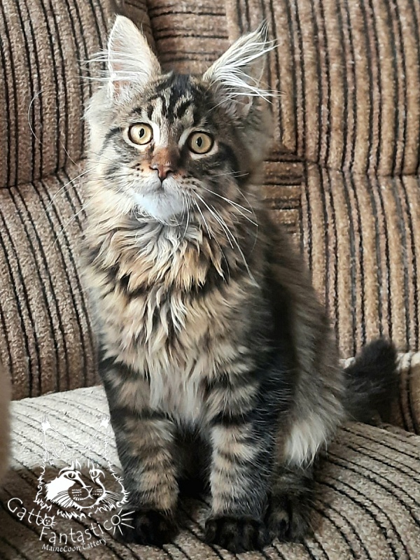 Gatto Fantastico Burewij - Кошеня мейн-кун 4 місяця 1,5 тиждень