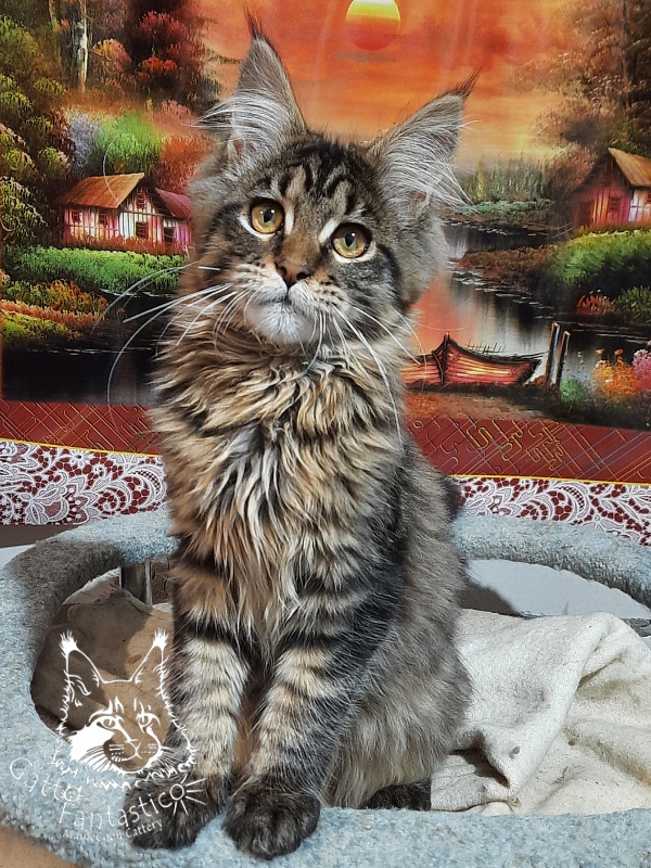 Gatto Fantastico Burewij - Кошеня мейн-кун 4 місяця 2 тижні