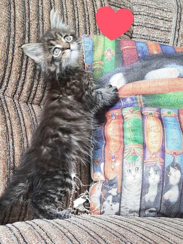 Gatto Fantastico Burewij - Кошеня мейн-кун 1 місяць 2,5 тижні