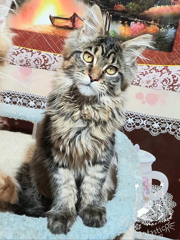 Gatto Fantastico Burewij - Кошеня мейн-кун 4 місяця 3 тижні