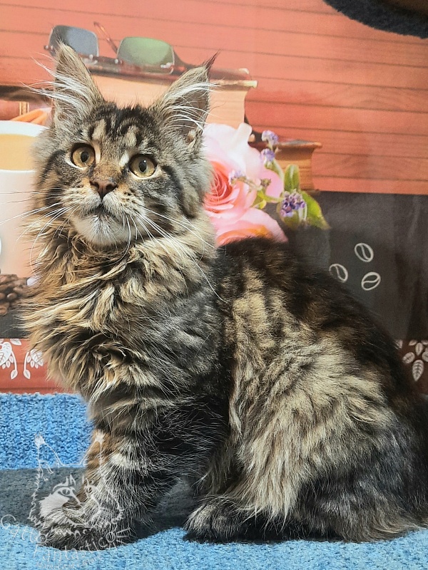 Gatto Fantastico Burewij - Кошеня мейн-кун 5 місяців