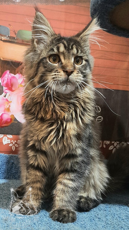 Gatto Fantastico Burewij - Кошеня мейн-кун 5 місяців