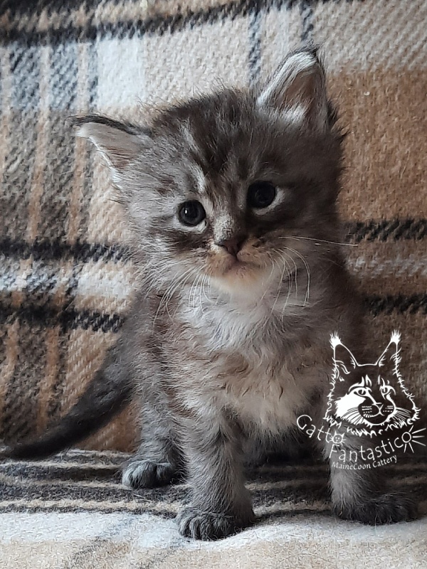 Gatto Fantastico Bayraktar - Kitten maine-coon 3.5 weeks