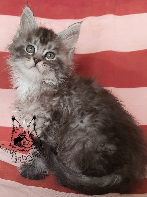 Gatto Fantastico Bayraktar - Kitten maine-coon 1 month 3 weeks