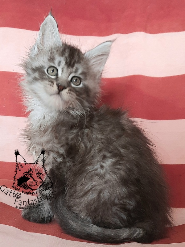 Gatto Fantastico Bayraktar - Kitten maine-coon 1 month 3 weeks