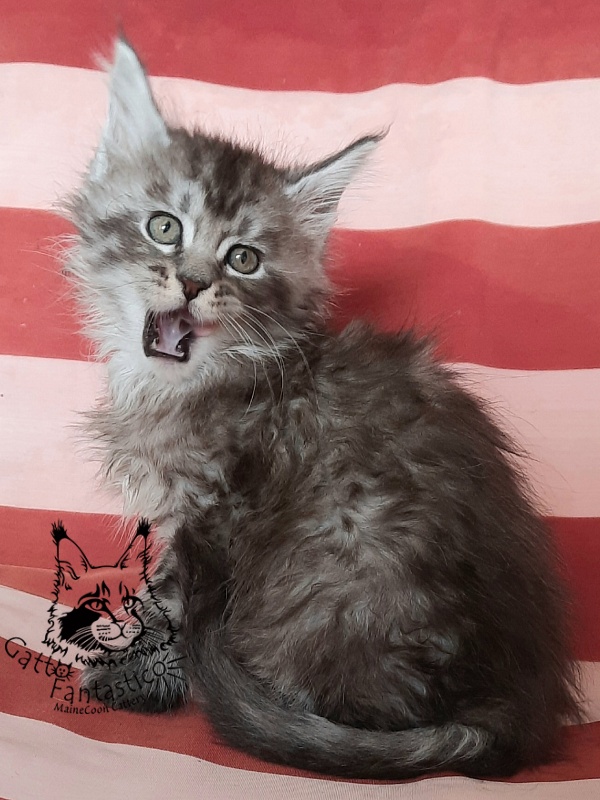 Gatto Fantastico Bayraktar - Kitten maine-coon 1 month 3 weeks