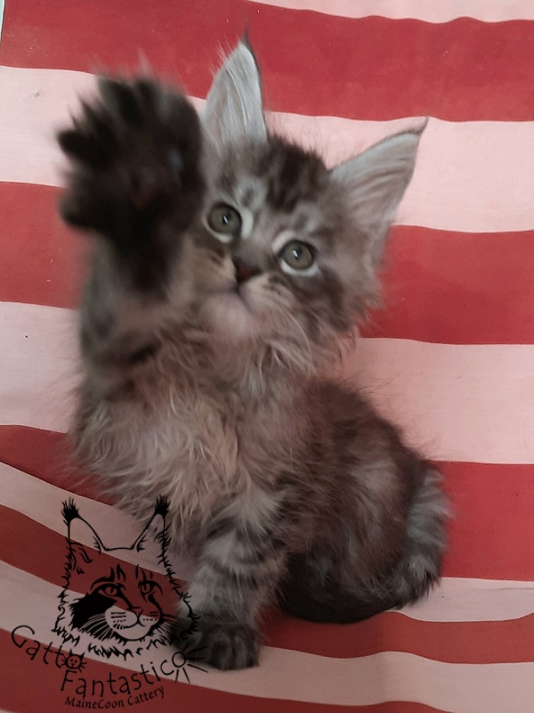 Gatto Fantastico Bayraktar - Kitten maine-coon 1 month 3 weeks