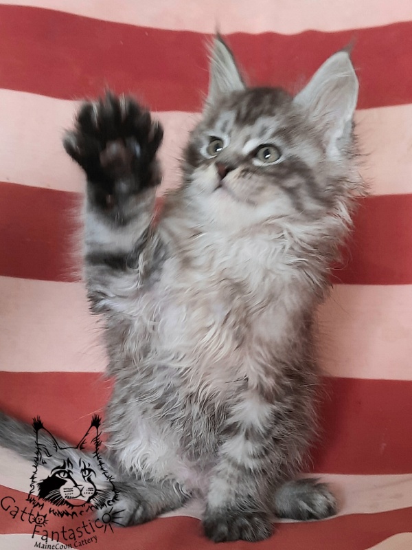 Gatto Fantastico Bayraktar - Kitten maine-coon 1 month 3 weeks