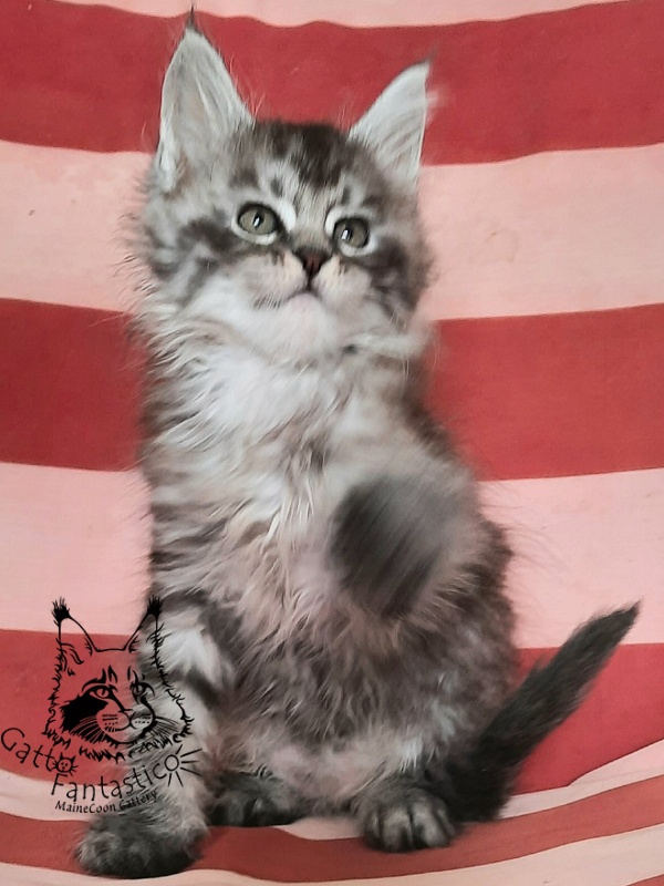 Gatto Fantastico Bayraktar - Kitten maine-coon 1 month 3 weeks