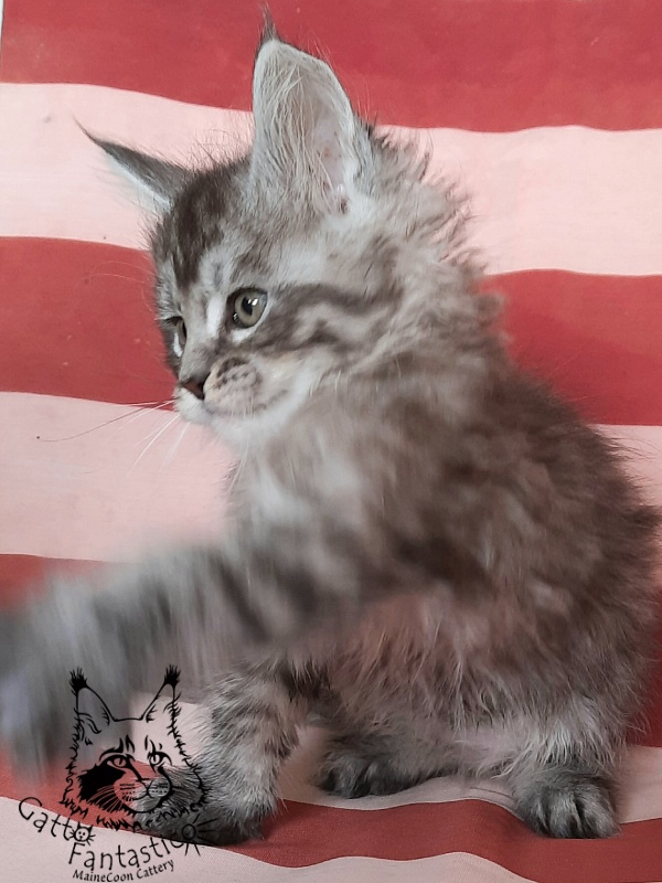 Gatto Fantastico Bayraktar - Kitten maine-coon 1 month 3 weeks