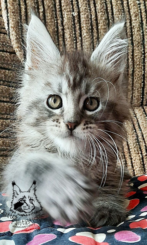 Gatto Fantastico Bayraktar - Kitten maine-coon 2 months