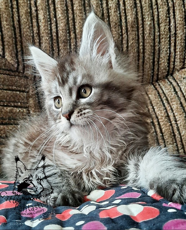 Gatto Fantastico Bayraktar - Kitten maine-coon 2 months