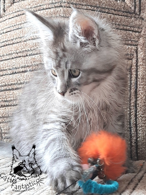 Gatto Fantastico Bayraktar - Kitten maine-coon 2 months 1 week