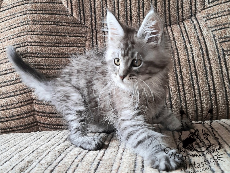 Gatto Fantastico Bayraktar - Kitten maine-coon 2 months 1 week