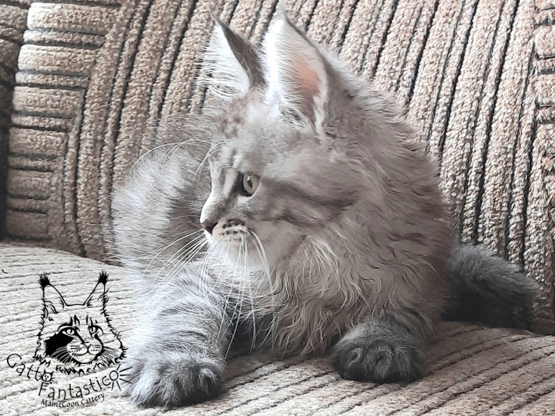 Gatto Fantastico Bayraktar - Kitten maine-coon 2 months 1 week