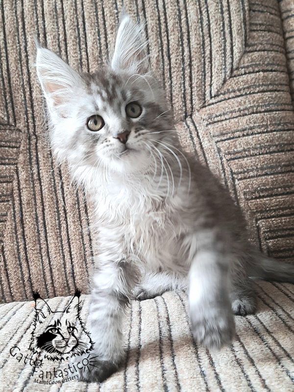 Gatto Fantastico Bayraktar - Kitten maine-coon 2 months 1 week