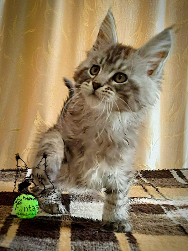 Gatto Fantastico Bayraktar - Kitten maine-coon 2 months 1.5 week
