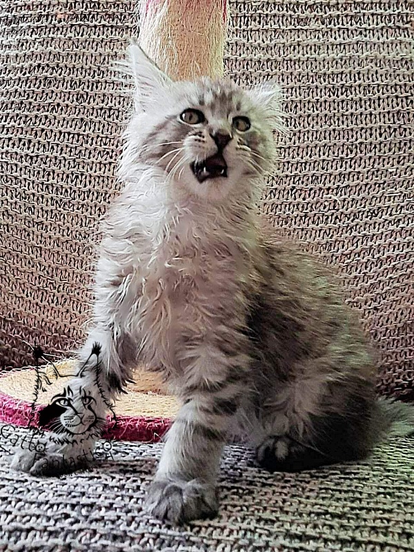 Gatto Fantastico Bayraktar - Kitten maine-coon 2 months 1.5 week