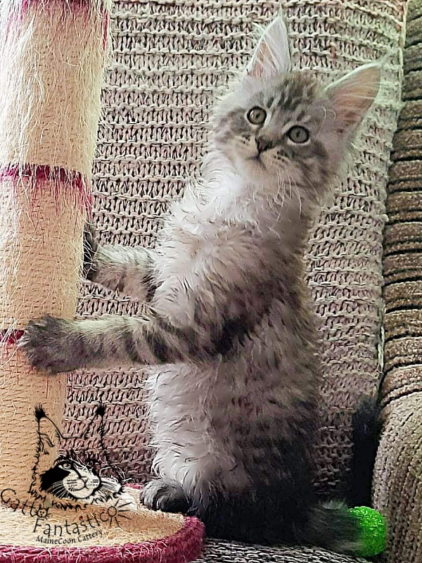 Gatto Fantastico Bayraktar - Kitten maine-coon 2 months 1.5 week