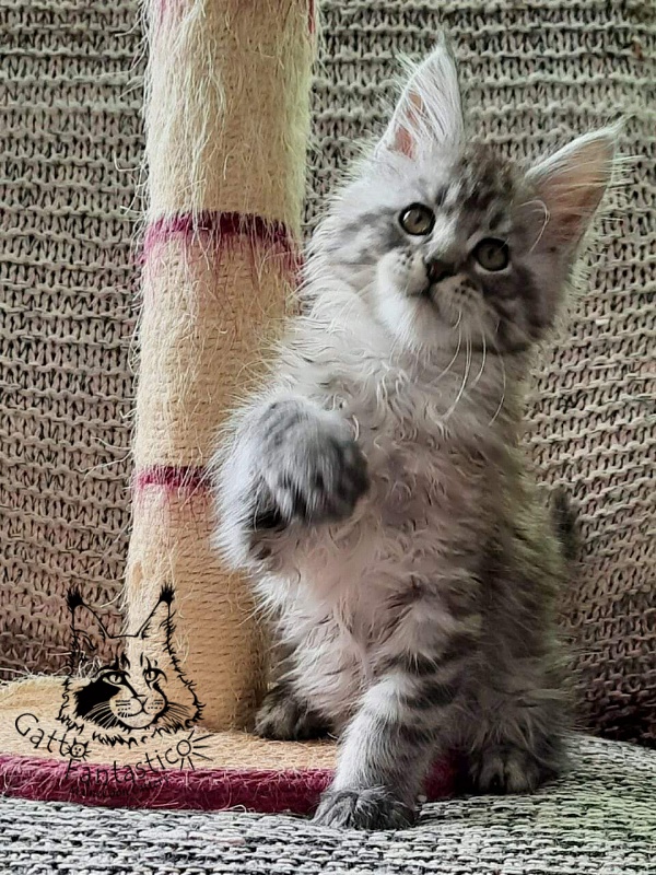 Gatto Fantastico Bayraktar - Kitten maine-coon 2 months 1.5 week