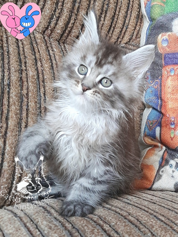 Gatto Fantastico Bayraktar - Kitten maine-coon 1 month 2.5 weeks
