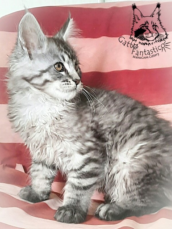 Gatto Fantastico Bayraktar - Kitten maine-coon 2 months 3 weeks