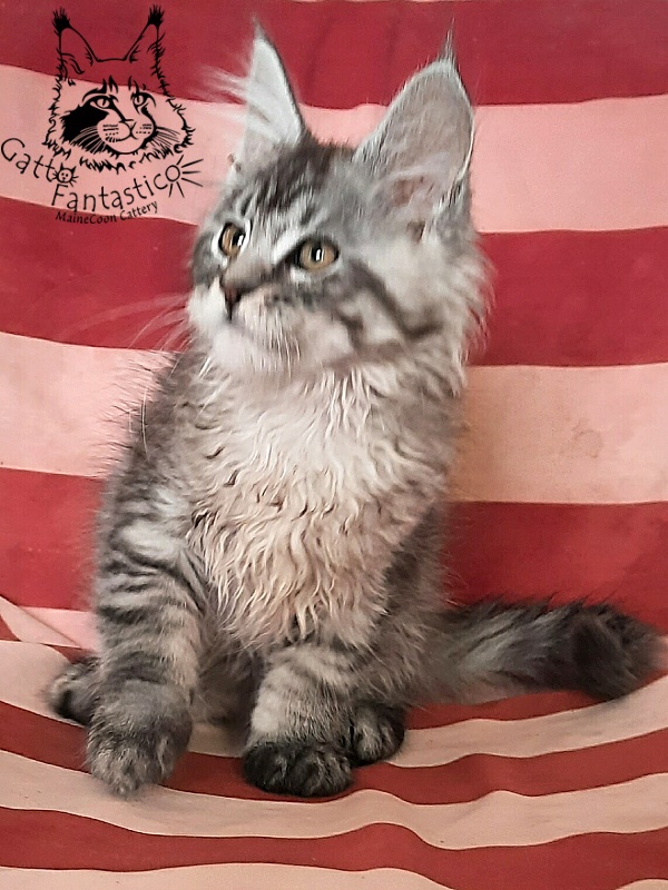 Gatto Fantastico Bayraktar - Kitten maine-coon 2 months 3 weeks