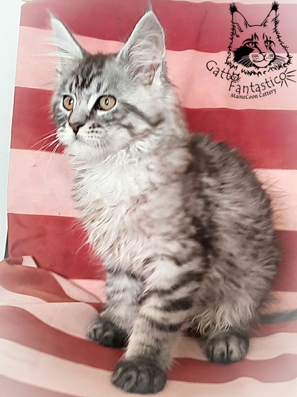 Gatto Fantastico Bayraktar - Kitten maine-coon 2 months 3 weeks