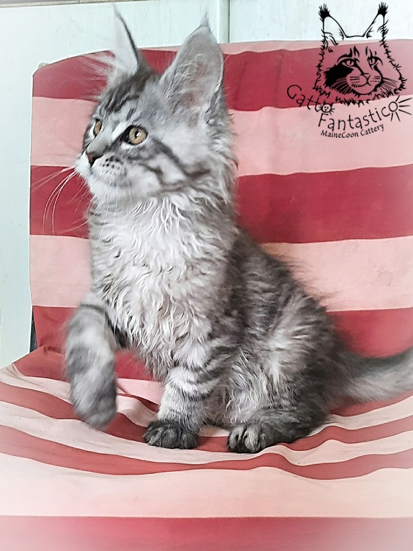 Gatto Fantastico Bayraktar - Kitten maine-coon 2 months 3 weeks